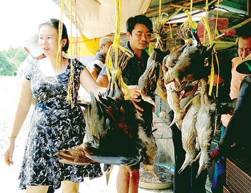Cứu nguy chim rừng ảnh 5