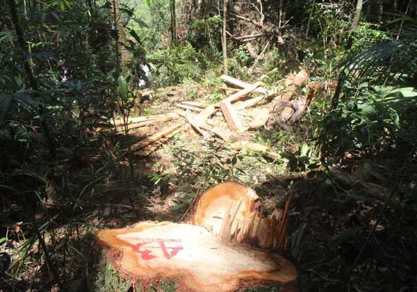 Quảng Nam họp báo công bố vụ phá rừng Pơ mu ở Nam Giang ảnh 2