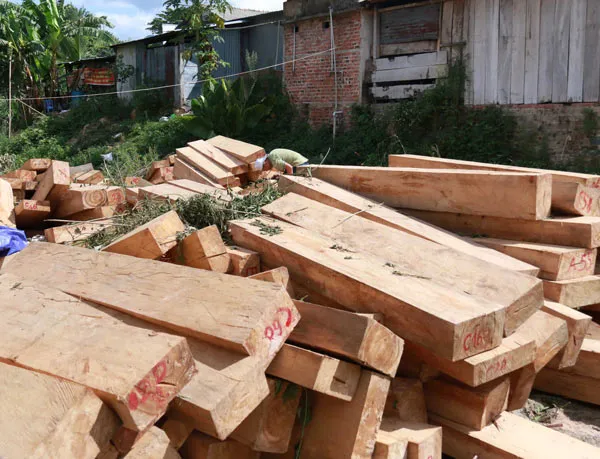 Vụ phá rừng pơ mu khu vực cửa khẩu Nam Giang: Thêm 5 đối tượng đầu thú ảnh 3