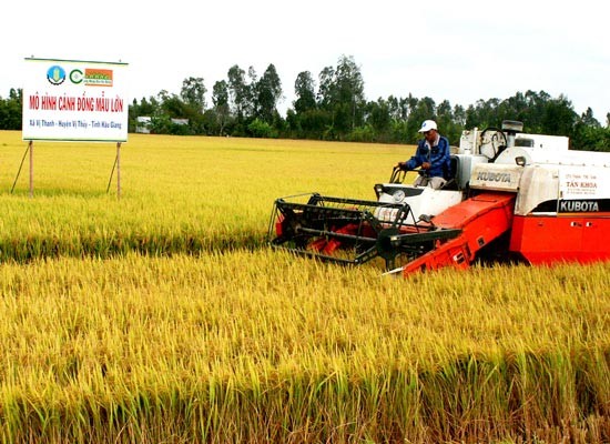 The filed photo shows a farmer harvesting rice in a large scale paddy field in the Mekong Delta (Photo: SGGP)