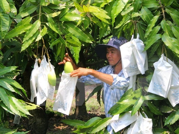 Mangos are covered to prevent pest and disease. (Photo: VNA)