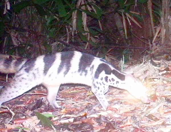 Owston’s CivetChrotogale owstoni is found in the Phong Dien Nature Reserve in Thua Thien-Hue (Photo: SGGP)