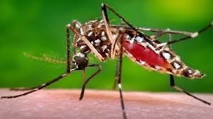 The Zika virus is transmitted to humans primarily through Aedes aegypty mosquito bites and sexual intercourse. (Photo:.freepressjournal.in)