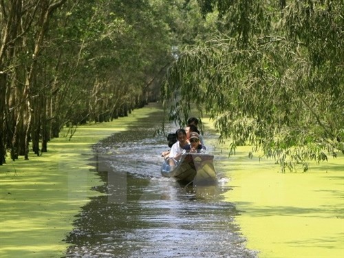 Cajuput trees dominate the vegetation at the Tràm Chim National Park in the Cửu Long (Mekong) Delta province of Đồng Tháp. — VNA/VNS Photo Nhật Anh