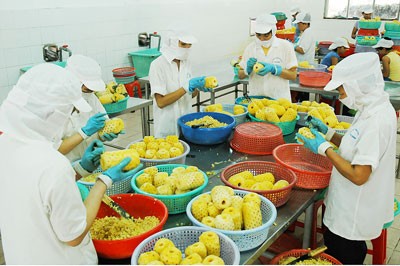 Workers of a company in Tan Binh District are processing fruit for export(Photo: SGGP)