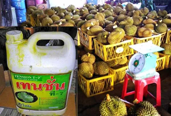 Bắt quả tang cơ sở nhúng sầu riêng vào hóa chất