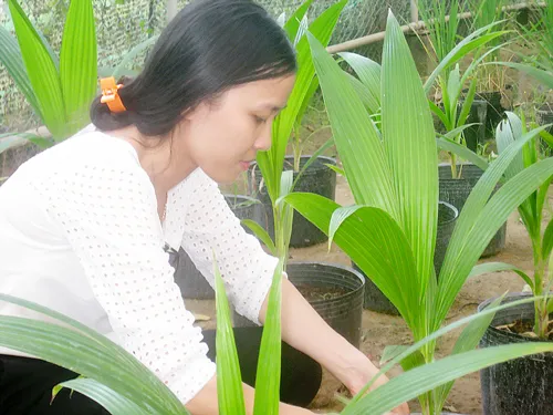 Dừa sáp cấy phôi cho tỷ lệ sáp từ 70% - 90%