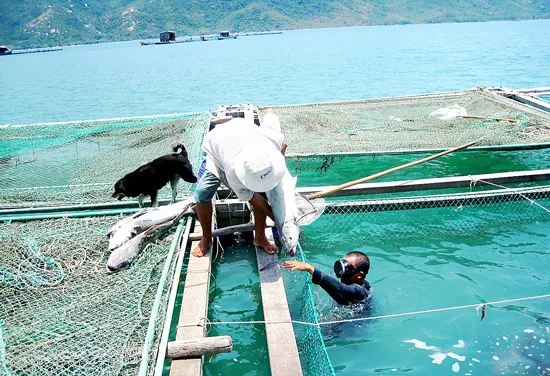 Nha Phu - qua rồi thời “đầm vàng”