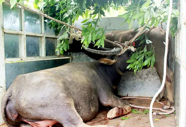 Theo dấu trâu hoang