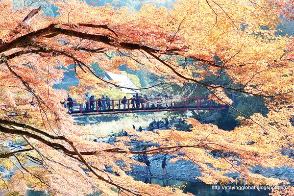 Làm mới cảm xúc với trải nghiệm hoa anh đào mùa thu Nhật Bản