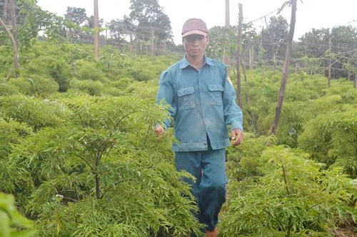 Đinh lăng “lấn” cà phê