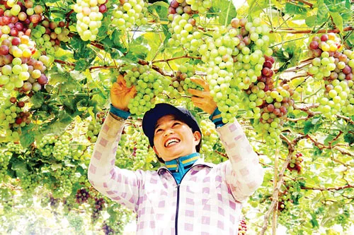 Ninh Thuận “cát trắng, nắng vàng”