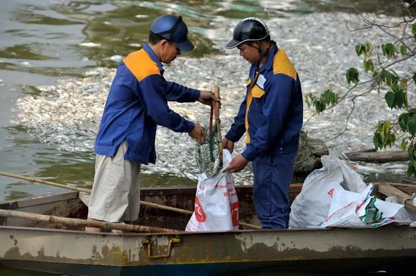Hà Nội: Cá chết nổi trắng xóa hồ Tây ảnh 2