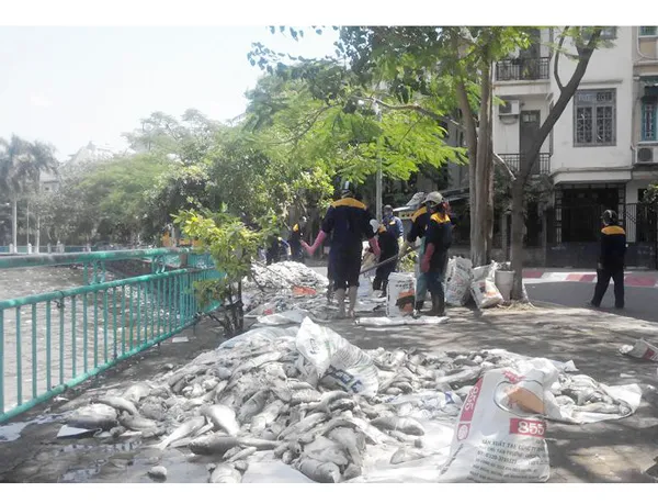 Loại trừ nguyên nhân thời tiết làm cá chết trắng Hồ Tây ảnh 4
