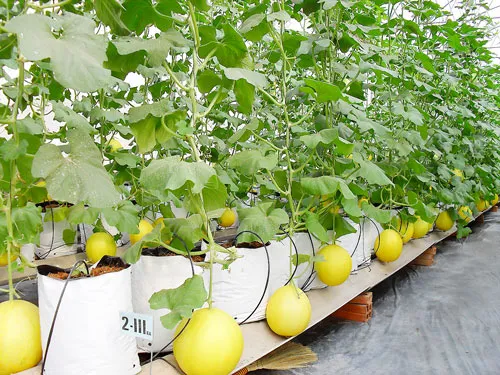 Chậm lụt ứng dụng nông nghiệp công nghệ cao