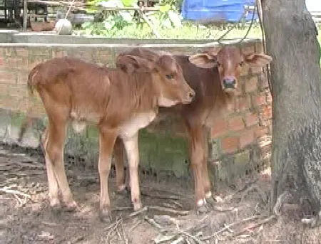 Bò sinh đôi  ở huyện Xuân Lộc, tỉnh  Đồng Nai