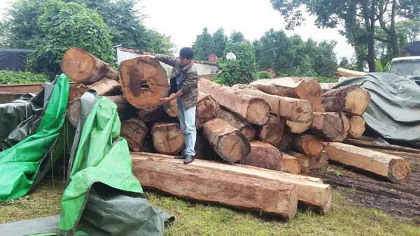 Khởi tố vụ 5 xe chở gỗ “khủng” trái phép