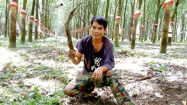 Đổ xô xăm gỗ trắc