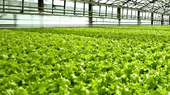 Safe veggies are planted in VinEco Farm (Photo: Courtesy of VinEco)