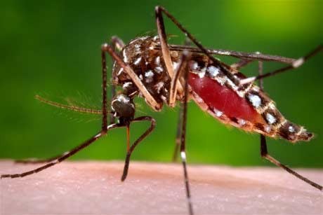The Zika virus spreads through mosquito bites