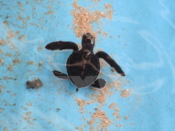 Baby maritime turtles are raised in Núi Chùa National Park’s artificial zone until they are well enough to be returned to the sea. — VNA/VNS Photo Nguyễn Thành