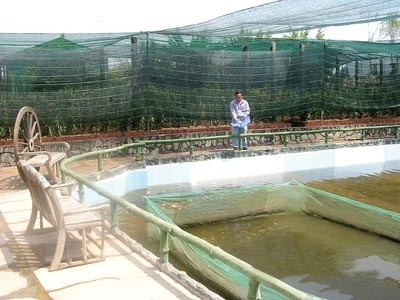 A breeding fish farm in Cu Chi District in Ho Chi Minh City (Photo: SGGP)