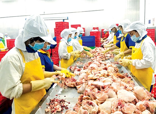 Workers cut up chicken at Ba Huan Company in Long An province (Photo: SGGP)