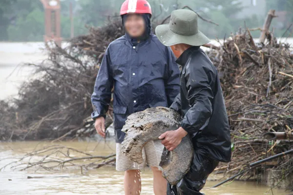 Liều mình đi vớt gỗ, củi trong mưa lũ ảnh 2