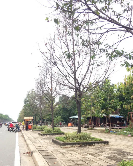 22 cây xanh đang bị chết dần