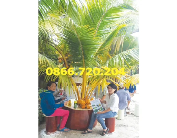 Giống dừa trồng trong chậu độc đáo thu hút dân Sài thành