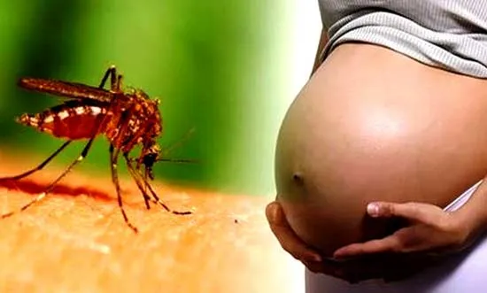 Tập trung ngăn ngừa lây nhiễm Zika cho phụ nữ