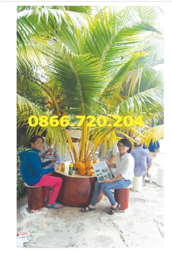 Giống dừa trồng trong chậu độc đáo thu hút dân Sài thành