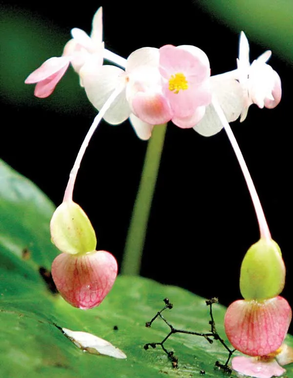 Vườn Quốc gia Du Già ảnh 5