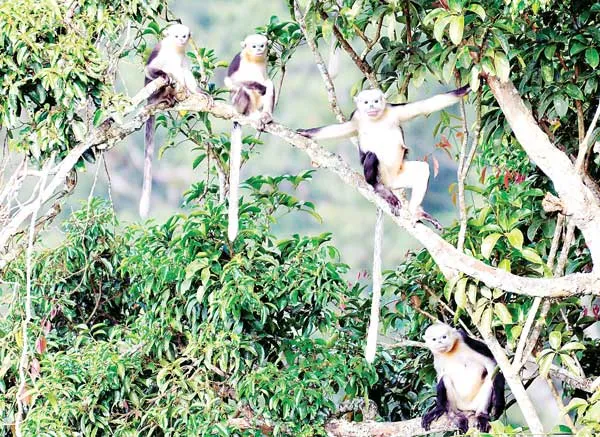 Vườn Quốc gia Du Già
