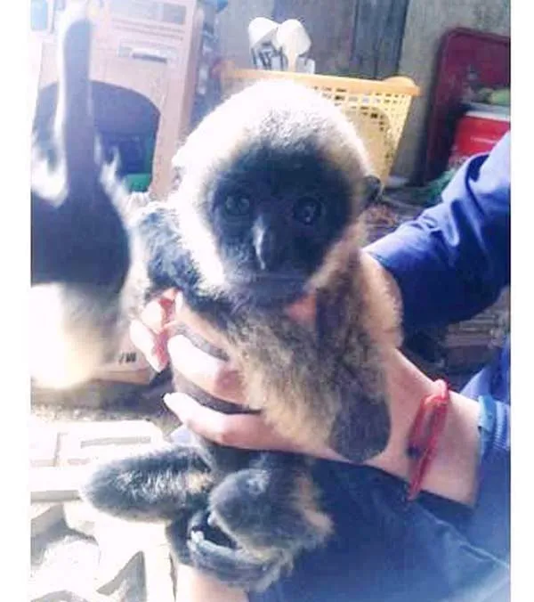 Bàn giao cá thể vượn đen má vàng cho trung tâm cứu hộ linh trưởng