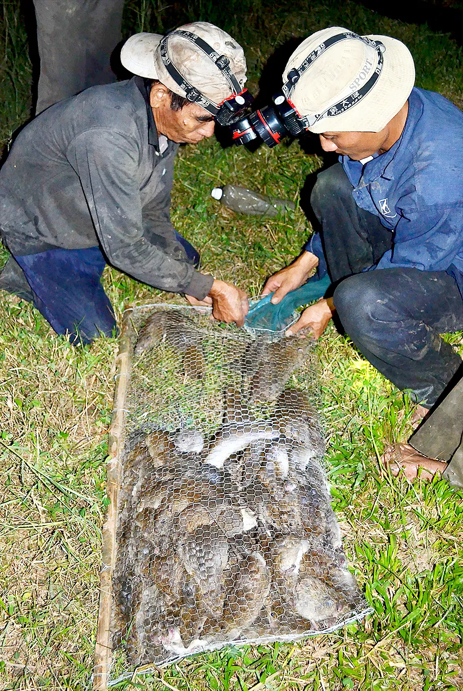 Mùa săn chuột đồng ảnh 2