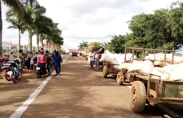 Đắk Lắk: Hộ dân nhận khoán cà phê ăn, ngủ trước cổng nhà máy đòi quyền lợi