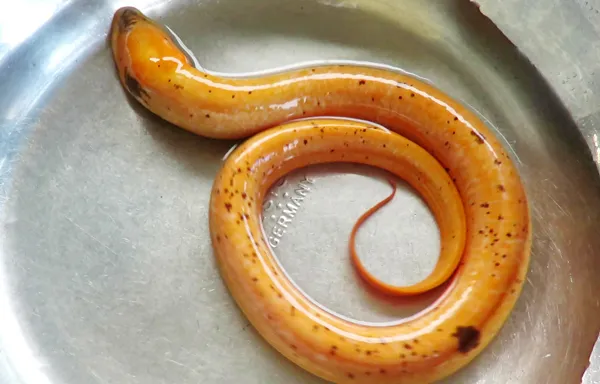 Người dân Hà Tĩnh bắt được một con lươn màu vàng óng