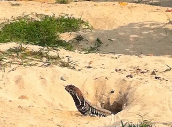 Nuôi nhông cát tại… thành phố