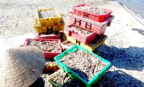 Nghề biển đối diện ô nhiễm