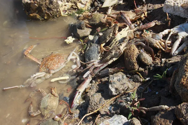 Quảng Ngãi: Tôm, ghẹ chết trắng hồ