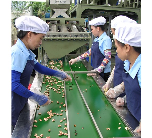 Workers process cashew nuts for export (Photo: SGGP)