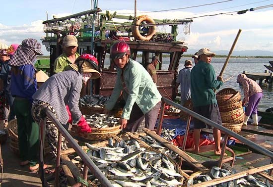 Fishermen transport fish ashore after a fishing trip in Quang Binh province (Photo: SGGP)