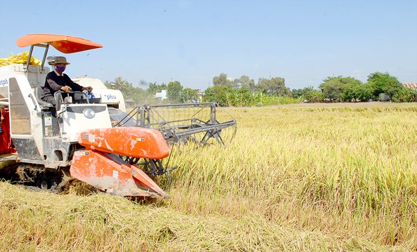 A farmer harvesting rice in the Mekong Delta (Photo: SGGP)