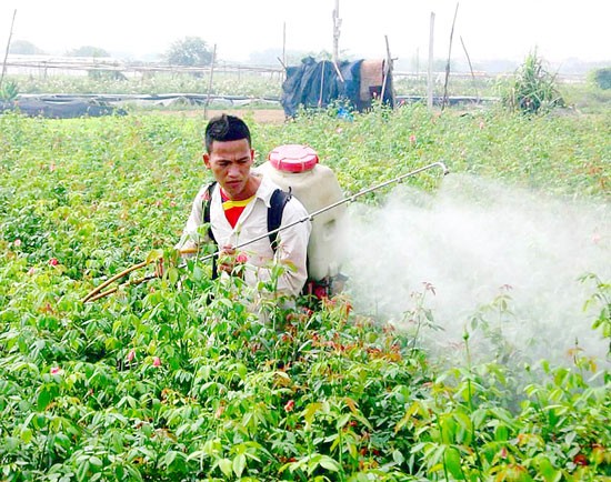 A famer spaying pesticide at his rose garden in the outskirts of Hanoi (Photo: SGGP)