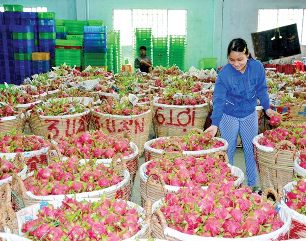 Dragon fruits for exports (Photo: SGGP)