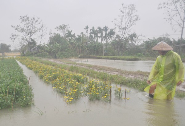 Flower and vegetable crops are in danger of complete loss because of long lasting flooding in Thua Thien-Hue (Photo: SGGP)