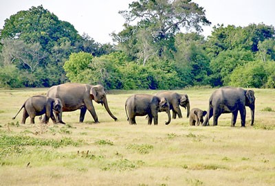 Illustrative photo:SGGP