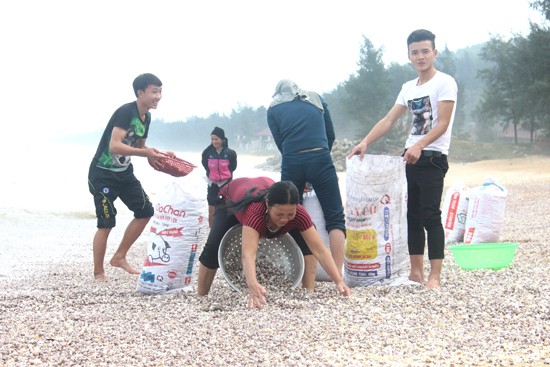 Locals bring clams to sell in markets or cook as food .Tons of alive shellfish washing on beach produce big income for locals (Photo: SGGP)