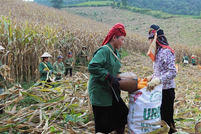 Farmers harvest maize in northern mountainous Son La Province. The agriculture sector has made impressive gains this year, however, many challenges lie ahead in 2017. (Photo: VNA/VNS)